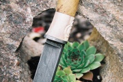 thmb-ruze-347.jpg